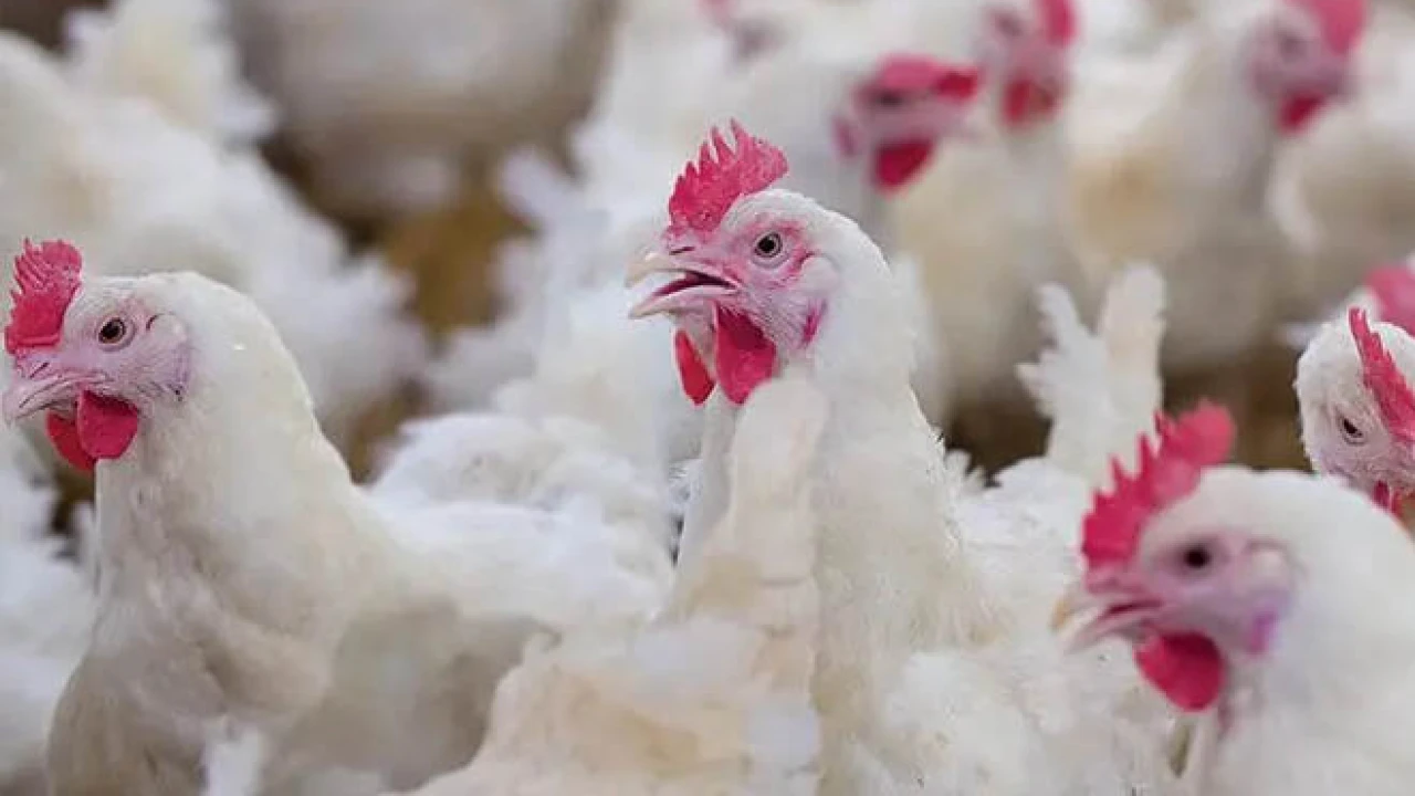 এবারও রোজার আগে উত্তাপ বাড়ছে ব্রয়লারে