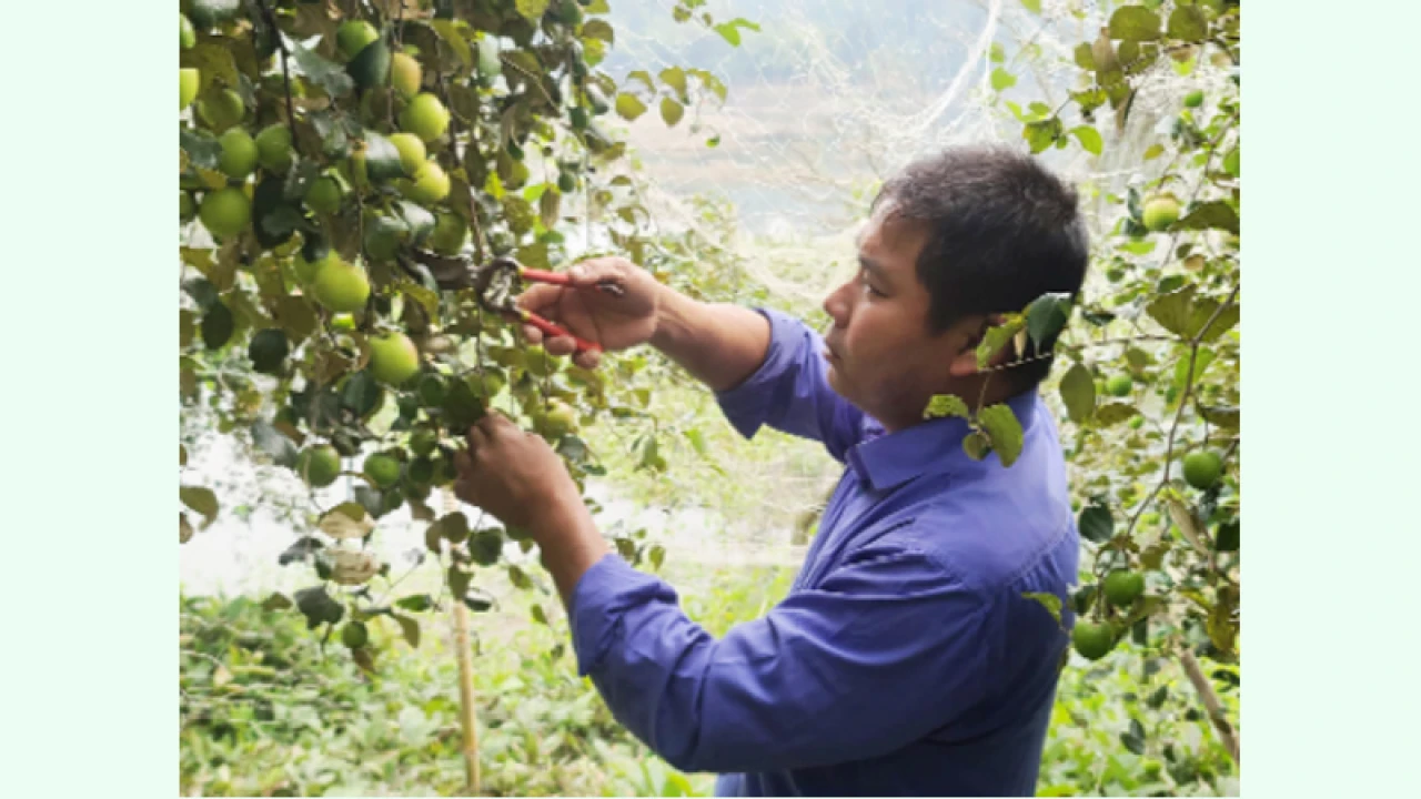 কুল চাষেই কূল পেয়েছেন রাঙামাটির তরুণ সুশান্ত