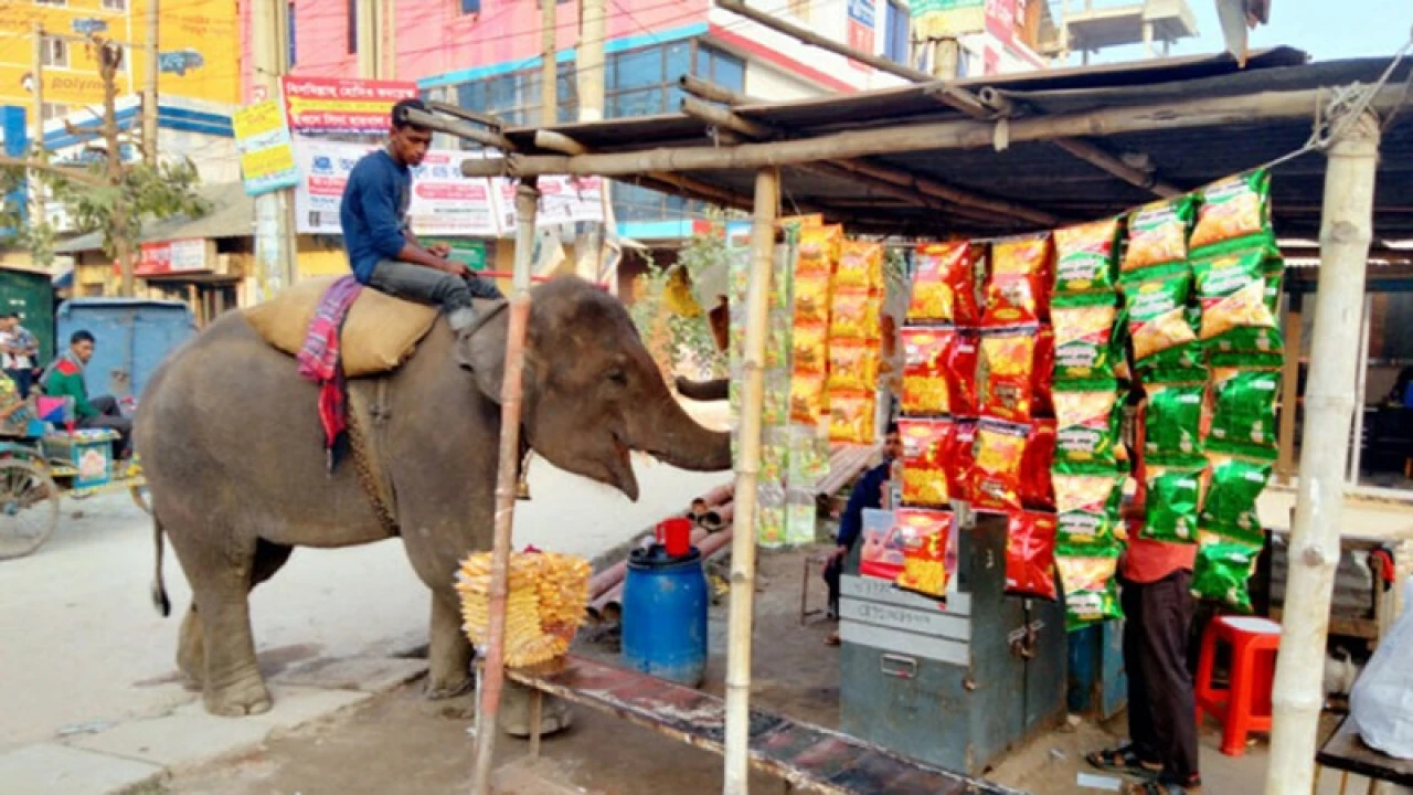 ব্যক্তি মালিকানায় হাতি পালনের লাইসেন্স বাতিলের নির্দেশ