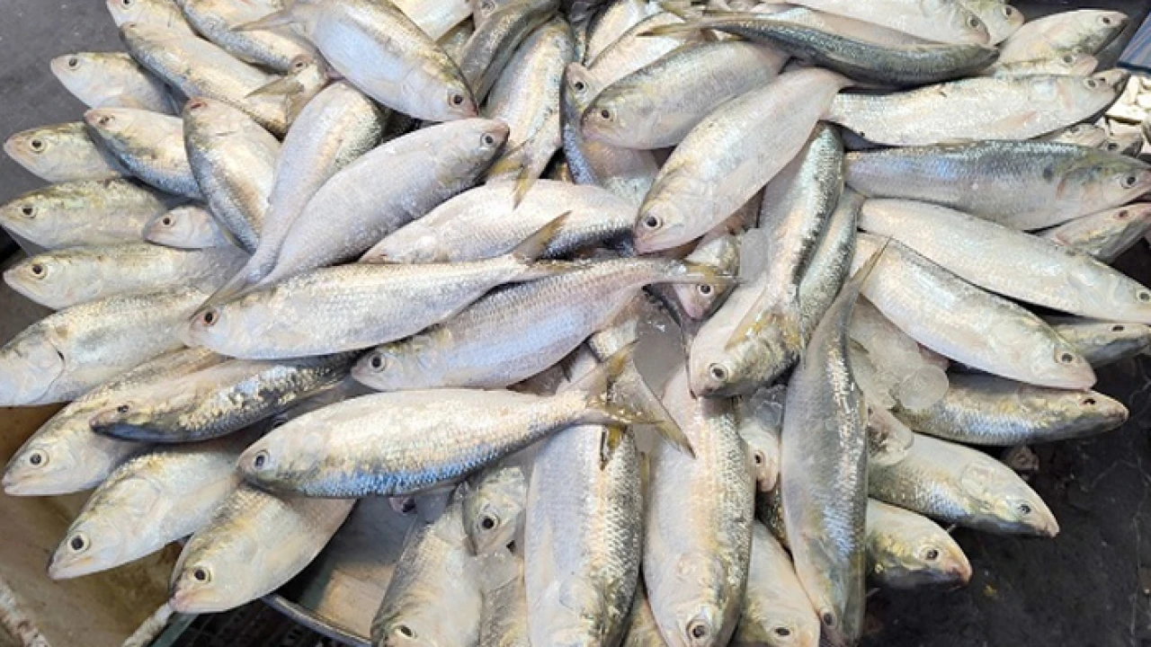 শুরু হচ্ছে জাটকা সংরক্ষণ সপ্তাহ