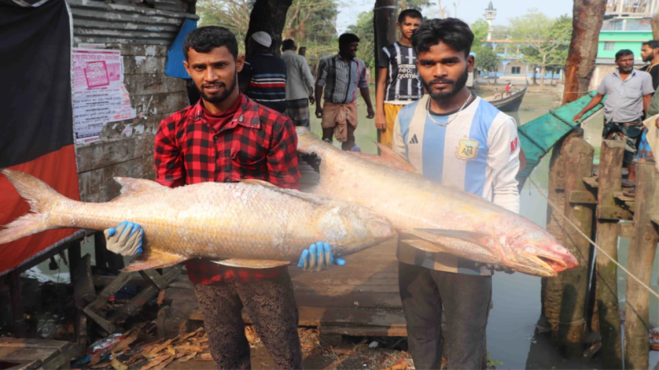 জেলের জালে ২০ লাখ টাকার লাক্ষা মাছ