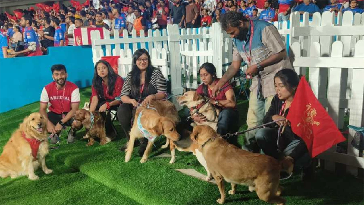 আইপিএলের ‘দর্শক’ কুকুর