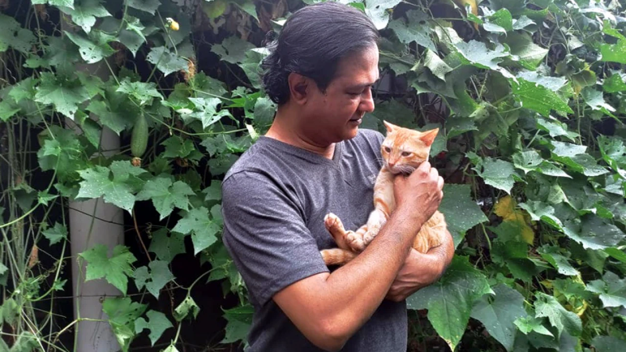 অবশেষে বিড়ালের জন্য পুরস্কারের ঘোষণা দিলেন আসিফ