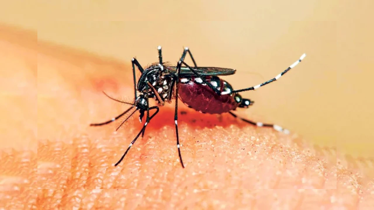 ব্যয় বাড়ে, মশা মরে না