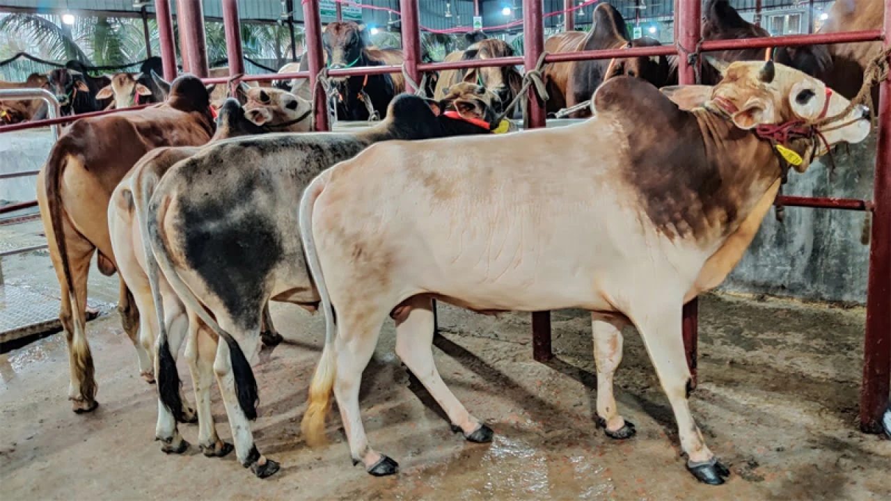 এবার বার্ড ফ্লু ভাইরাস পাওয়া গেছে গরুর দুধে