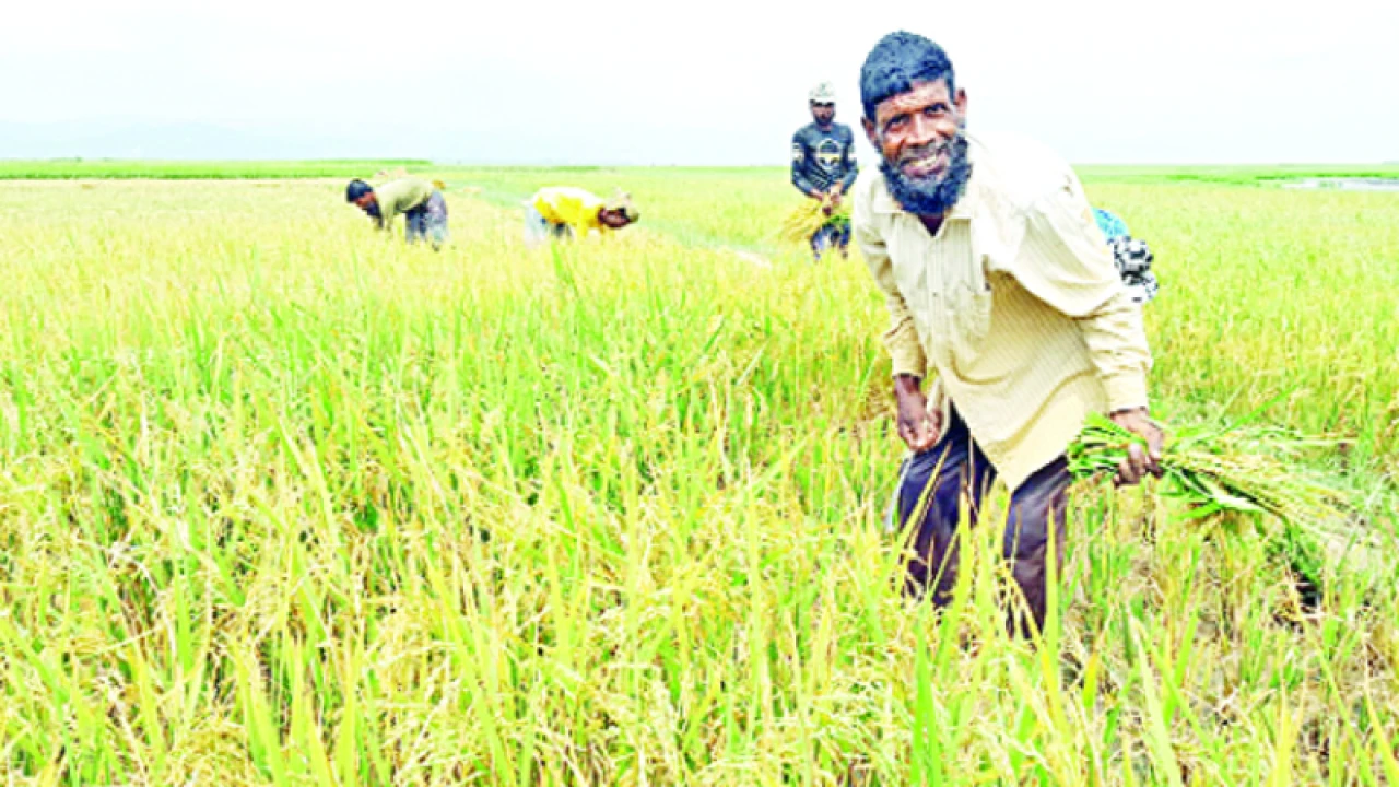 তীব্র গরমে বোরো ধানে হিটশকের শঙ্কা