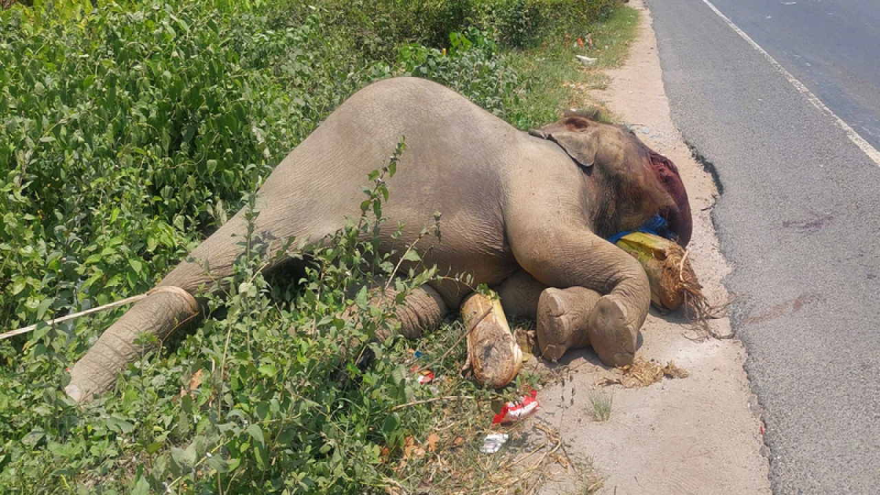 মৃত হাতির দাঁত খুলে নিল কারা?