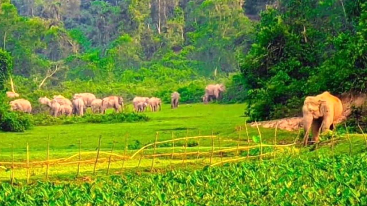নালিতাবাড়ীতে বন্যহাতির আক্রমণে কৃষক নিহত