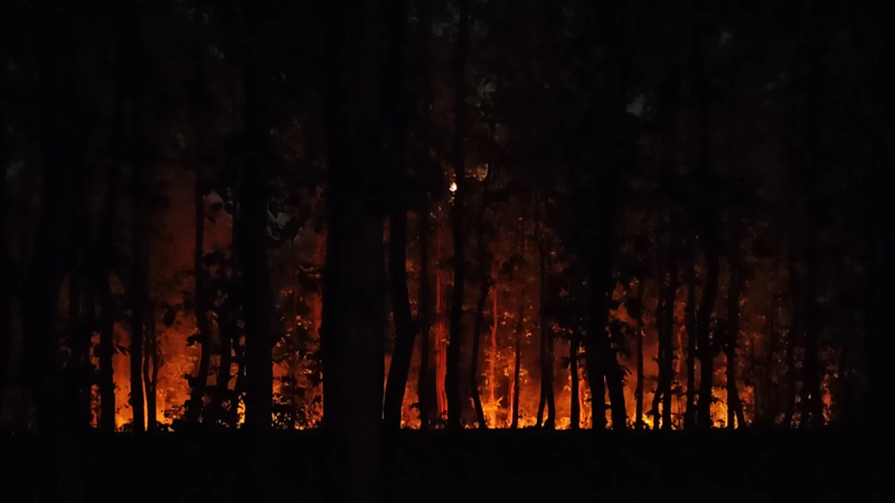 আগুনে পুড়ছে গারো পাহাড়ের সবুজ বন