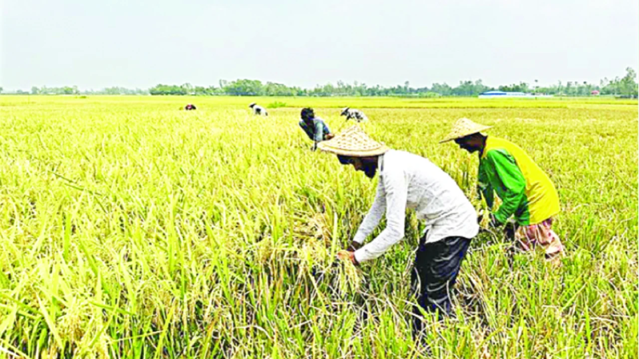 হাওরের আধাপাকা ধান কেটে নিচ্ছেন কৃষক