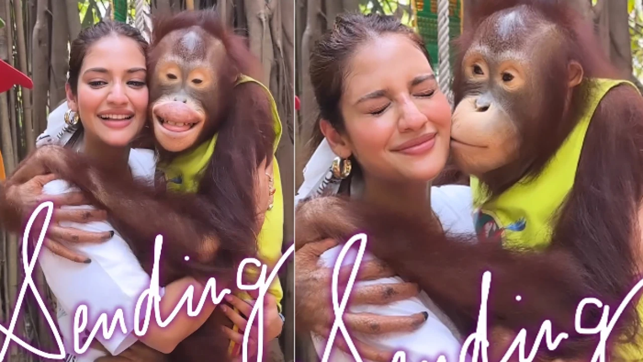 নুসরাতকে চুমু খেলো শিম্পাঞ্জি