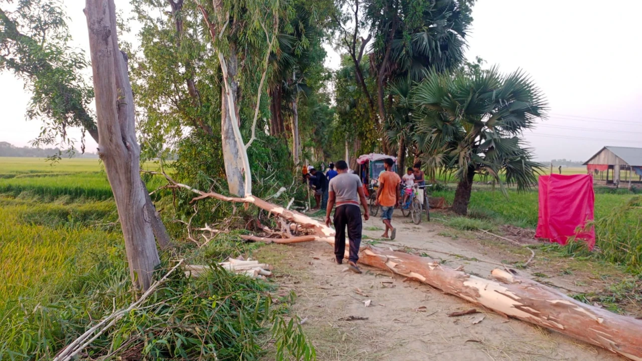 ফের রোপণের কথা বলে কাটা হলো সড়কের ১১৩৫টি গাছ