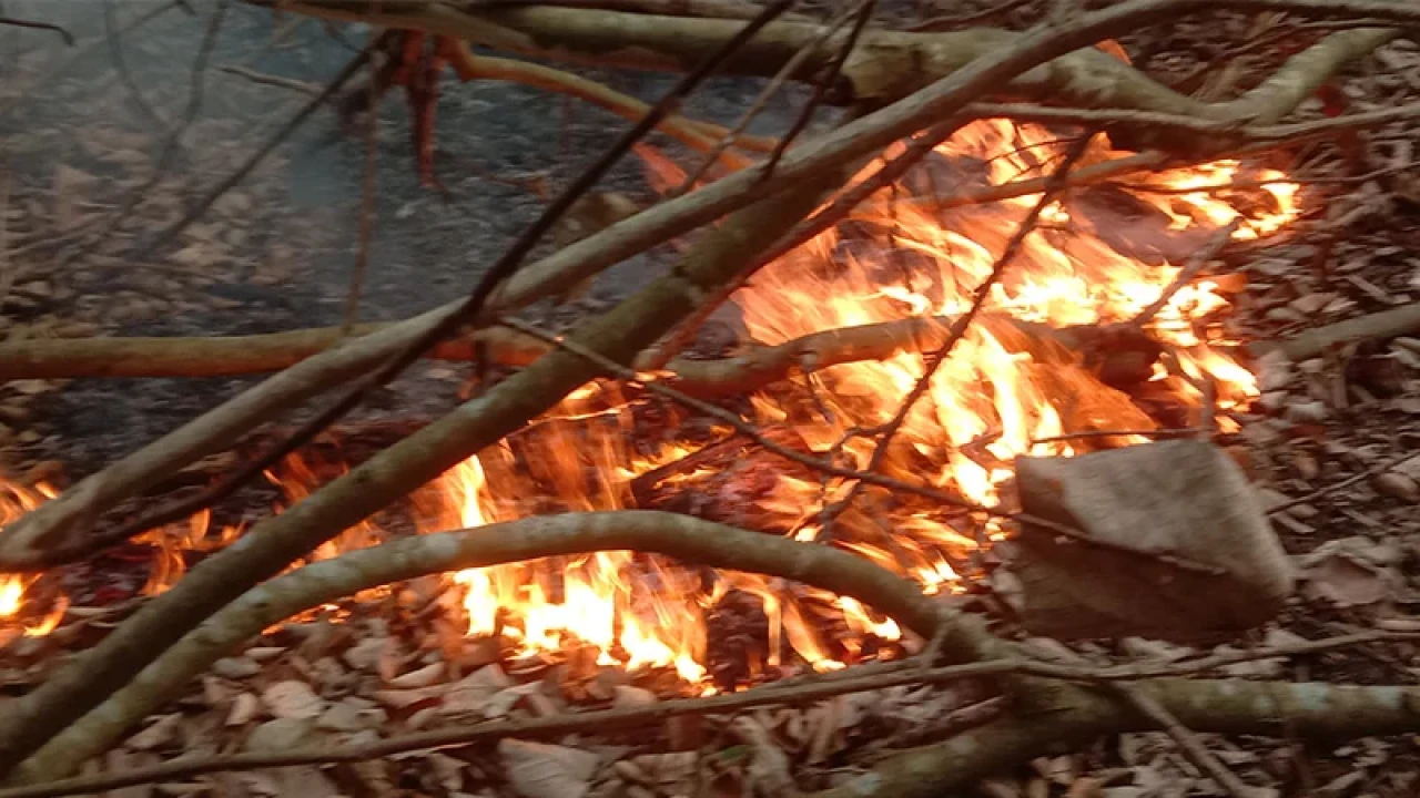 সুন্দরবনের আগুন নিয়ন্ত্রণে নৌবাহিনী-কোস্টগার্ড