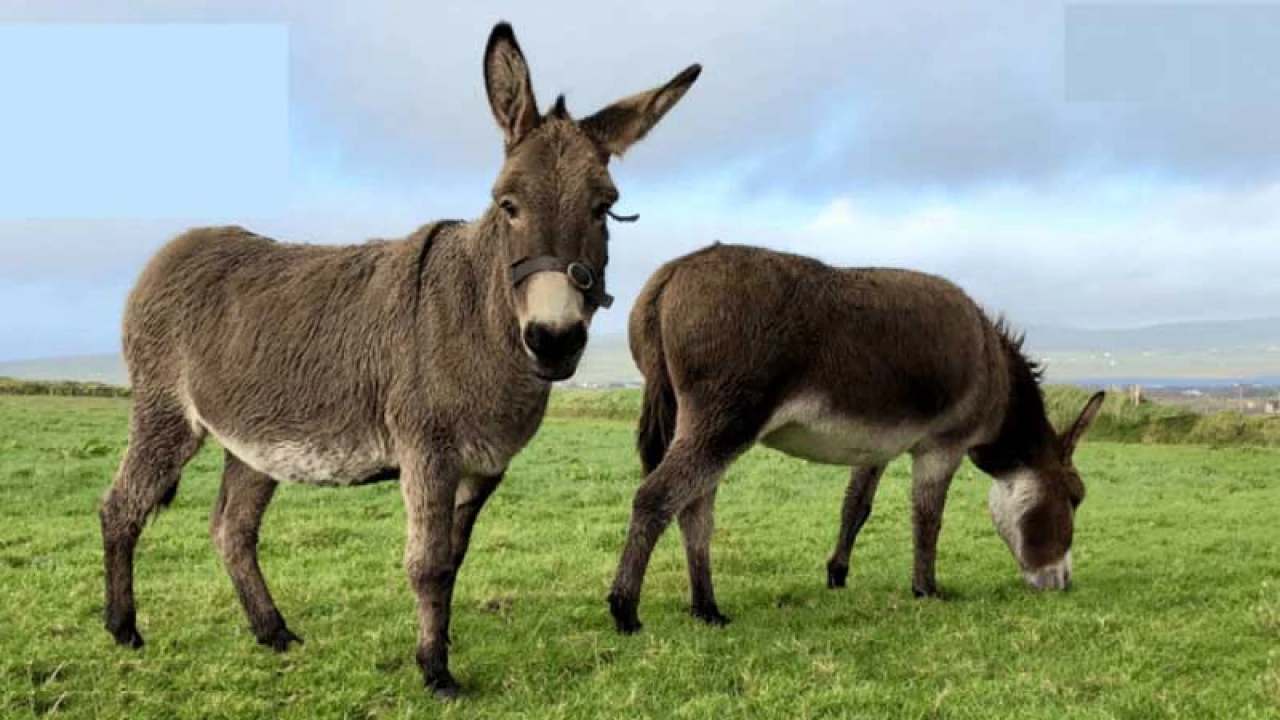 বিশ্ব গাধা দিবস আজ