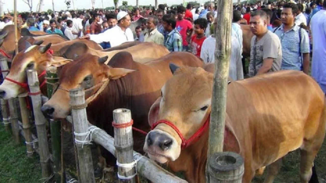 আফতাবনগরে গরুর হাট বসানো যাবে না: হাইকোর্ট