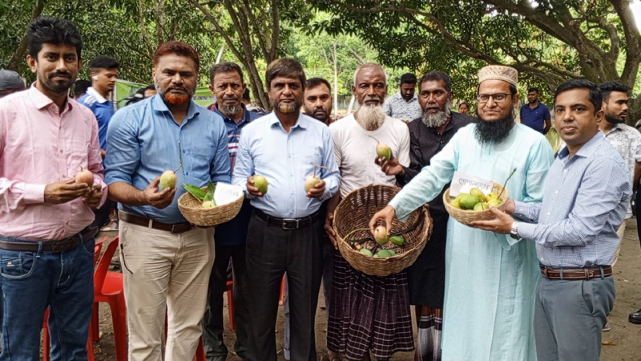 সাতক্ষীরায় গোপালভোগ, বোম্বাই আম সংগ্রহ শুরু