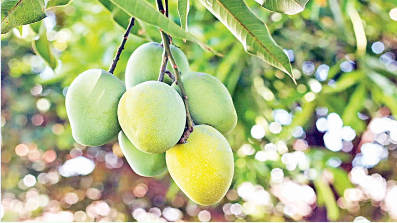 রাজশাহীর কোন আম কবে আসবে বাজারে