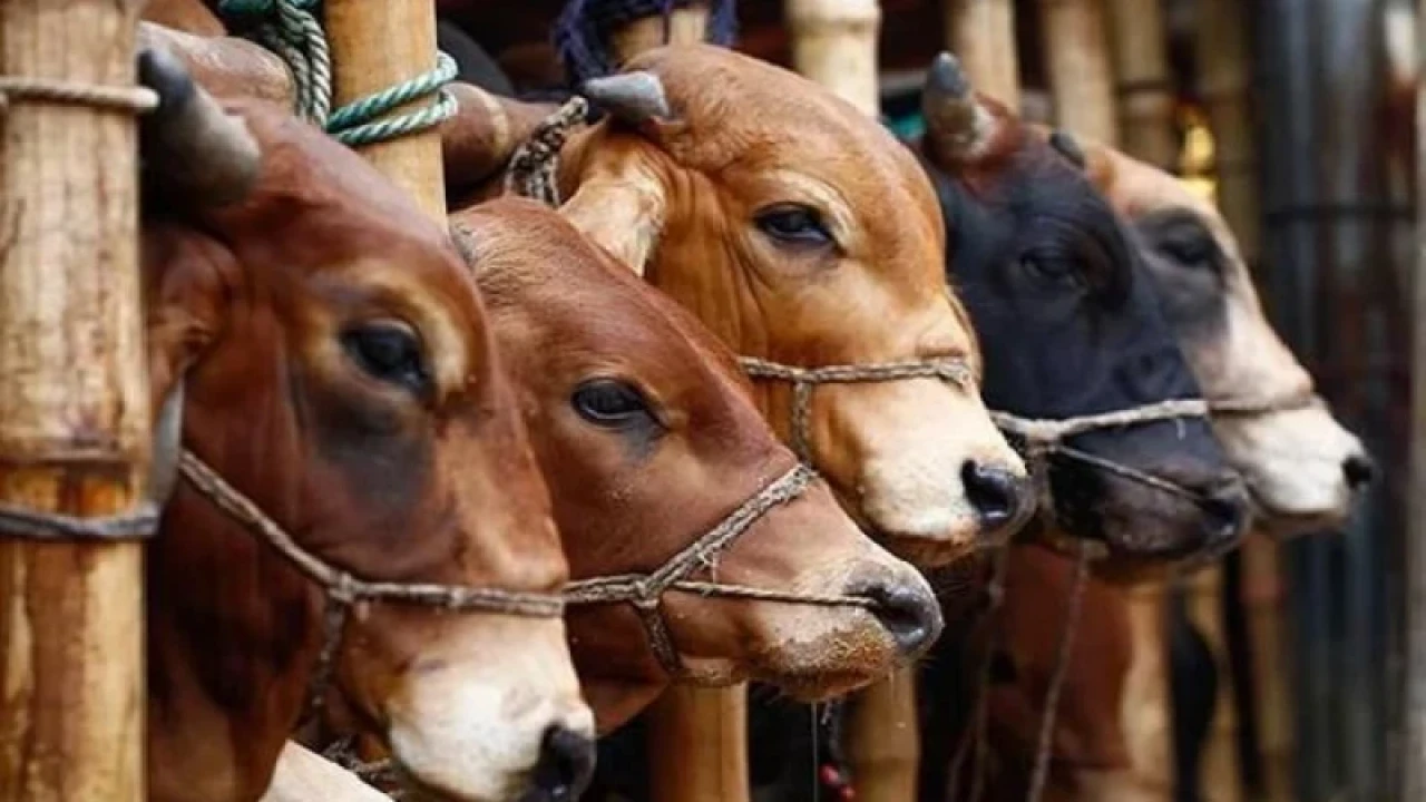 দেশে কোরবানির যোগ্য পশু আছে কত, জানালেন মন্ত্রী