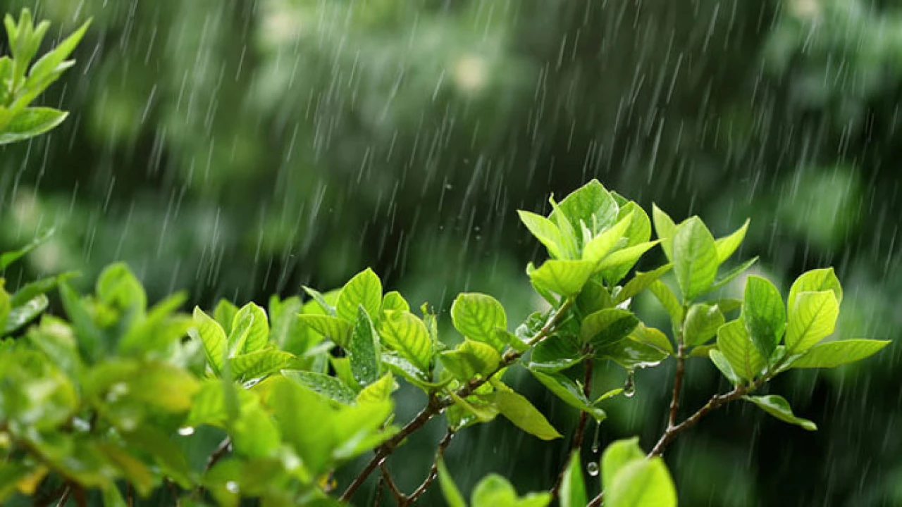 তাপপ্রবাহ ও বৃষ্টি নিয়ে যা জানালো আবহাওয়া অধিদপ্তর