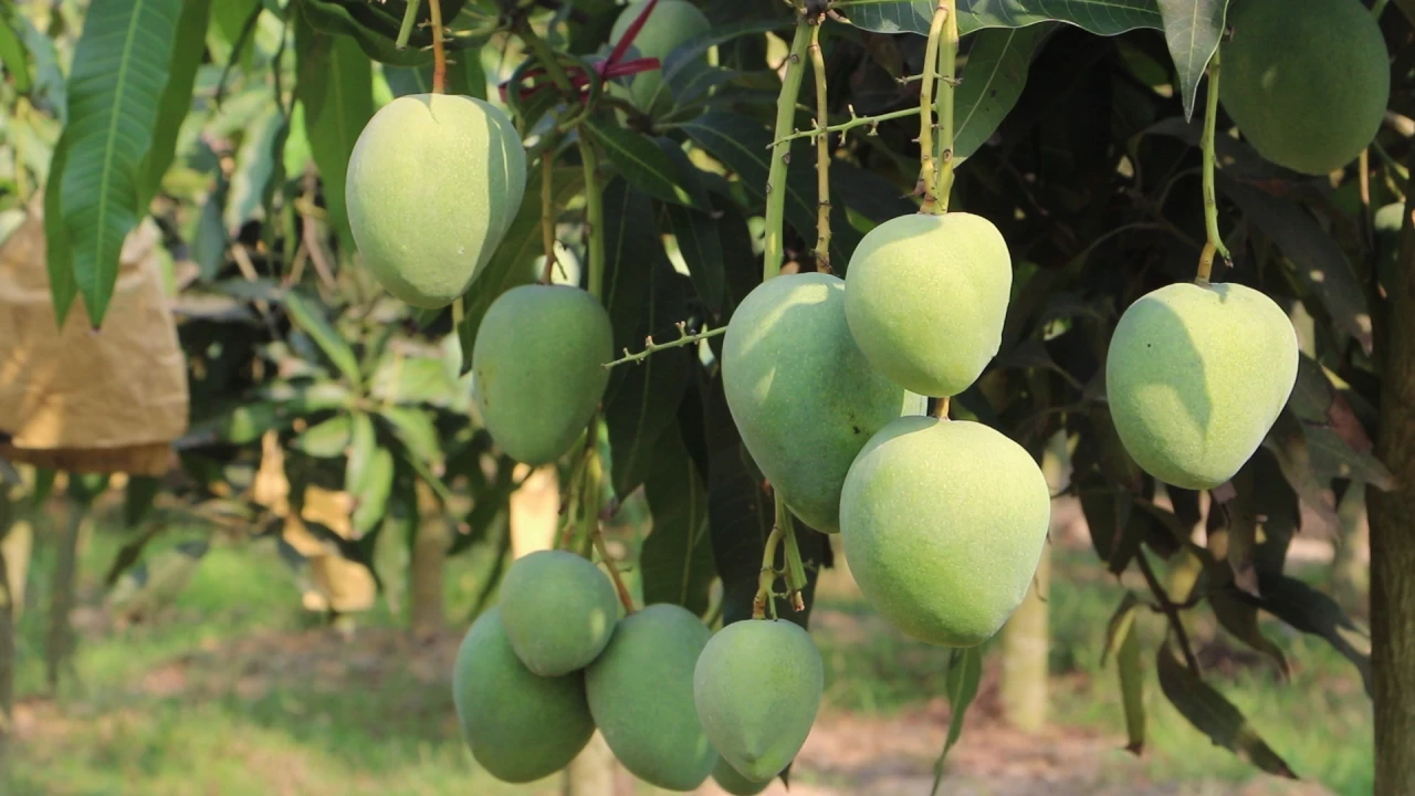 নওগাঁয় আম পাড়া শুরু, আড়াই হাজার কোটি টাকা বাণিজ্যের সম্ভাবনা