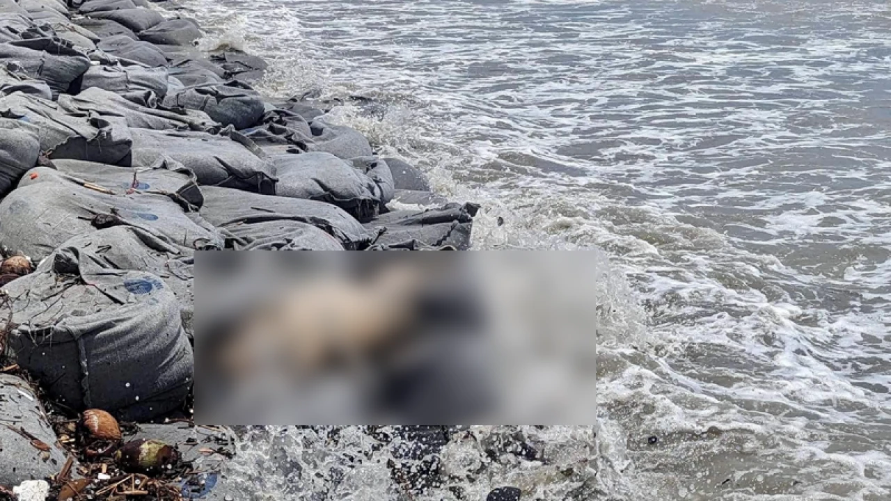 সৈকতে আবারও ভেসে এল ইরাবতী ডলফিন