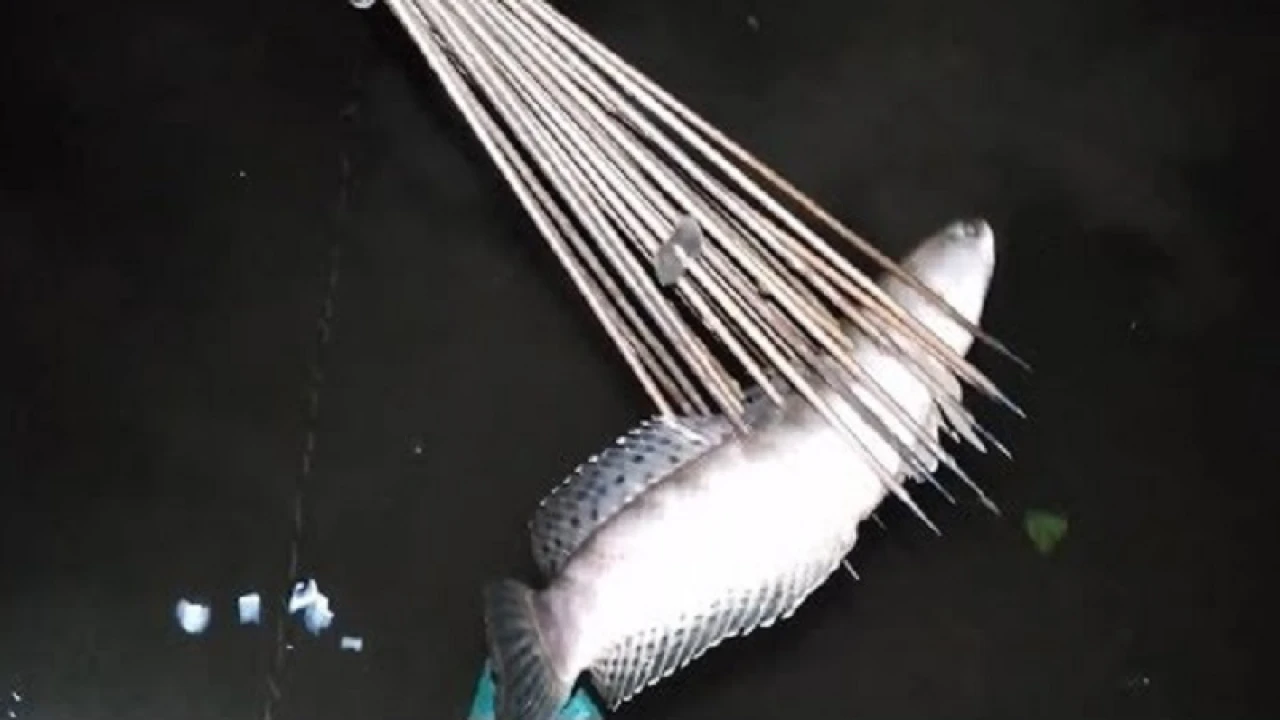 রাতে নদীতে মাছ ধরতে গিয়ে যুবকের রহস্যজনক মৃত্যু