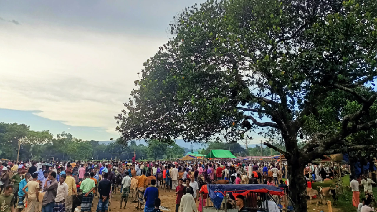 হাটে ষাঁড়ের গুঁতোয় প্রাণ হারালেন মালিক