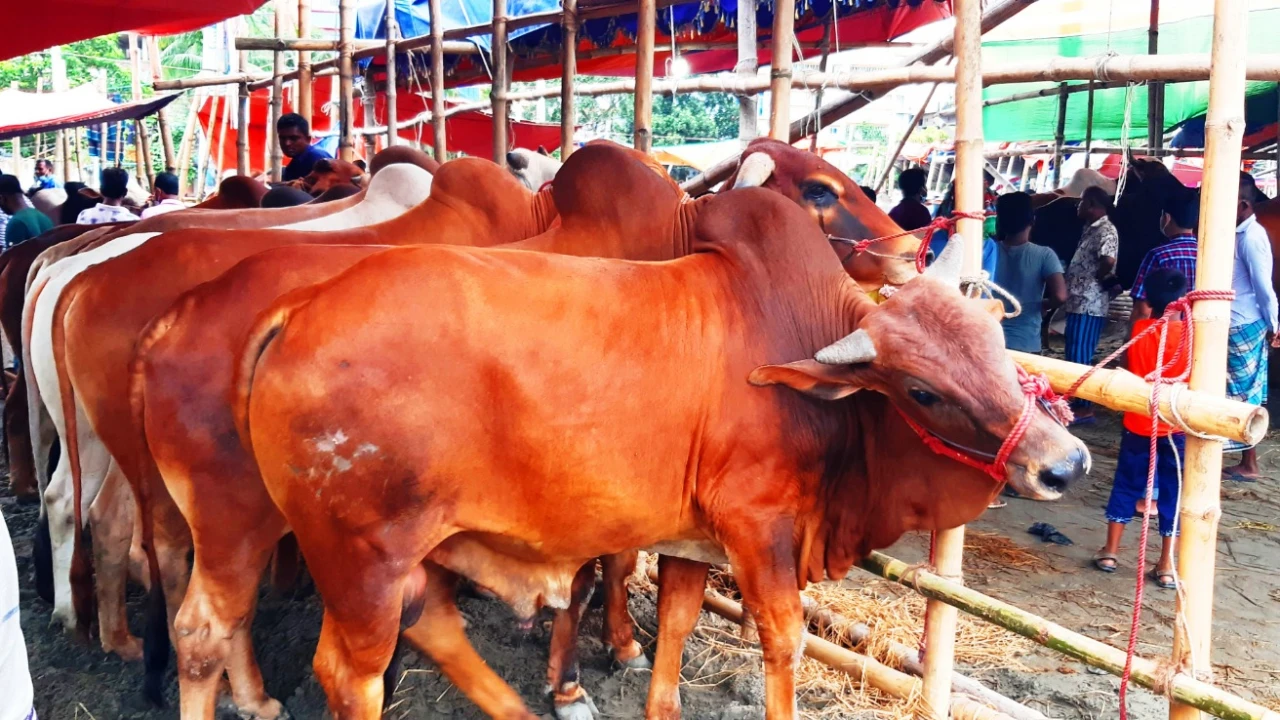 ৫০-৬০ কেজি ওজনের গরুর চাহিদা বেশি