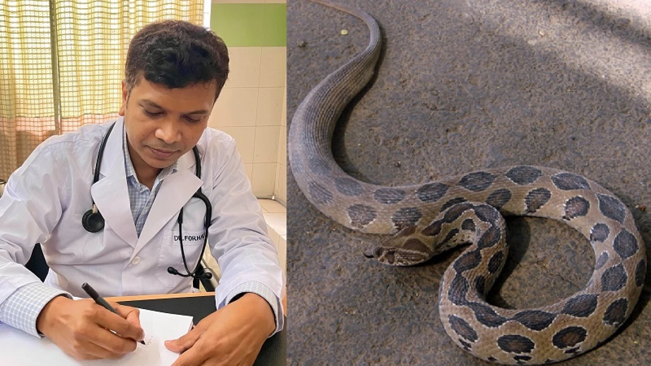 রাসেল ভাইপার কামড়ালে কী করবেন, গুরুত্বপূর্ণ তথ্য জানালেন চিকিৎসক
