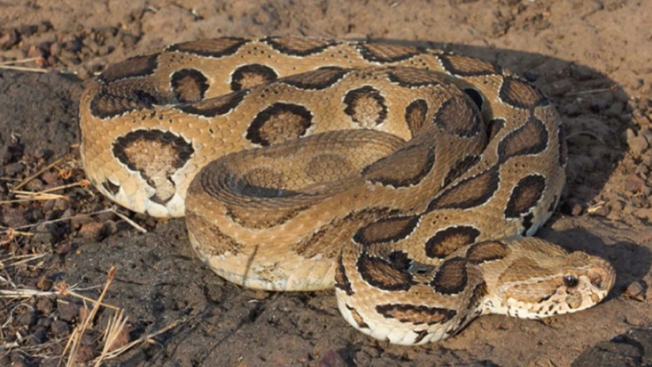 রাসেলস ভাইপার নিয়ে হুলুস্থুল কাণ্ড, পুরস্কার ঘোষণা প্রত্যাহার