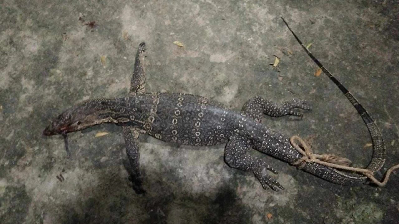 রাসেলস ভাইপার ভেবে পিটিয়ে মারা হলো গুইসাপ