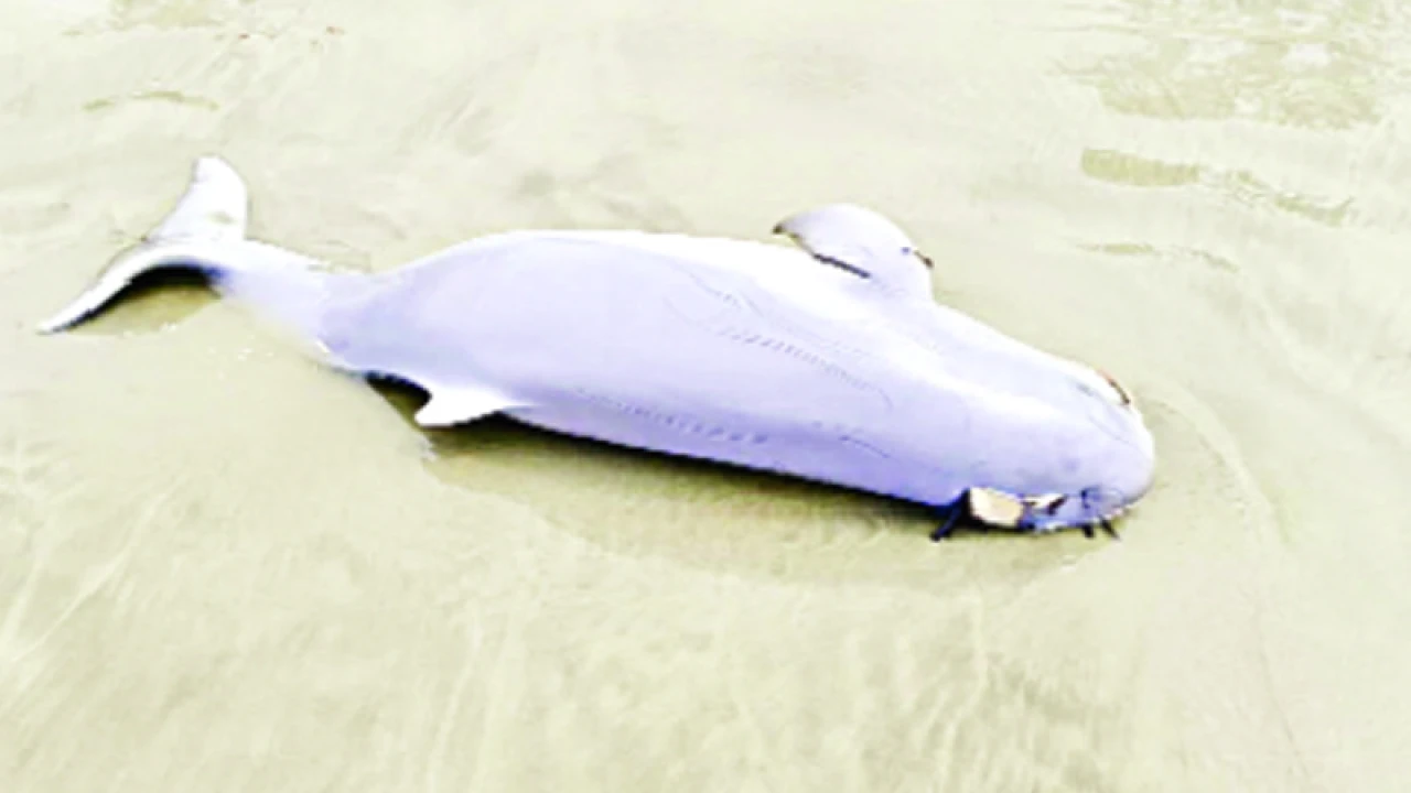 কুয়াকাটায় দেড় বছরে ভেসে এসেছে ২৫টি ডলফিন