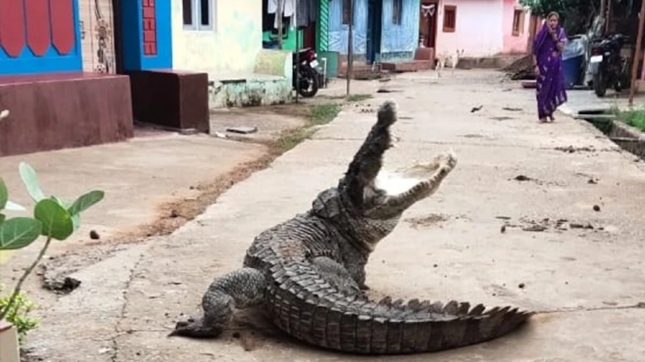 মহারাষ্ট্রের রাস্তায় হাঁটছে কুমির