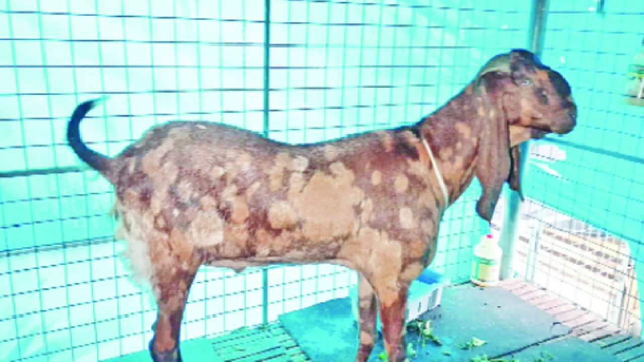 সব লণ্ডভণ্ড করে সেই ছাগল এখন সাভারে