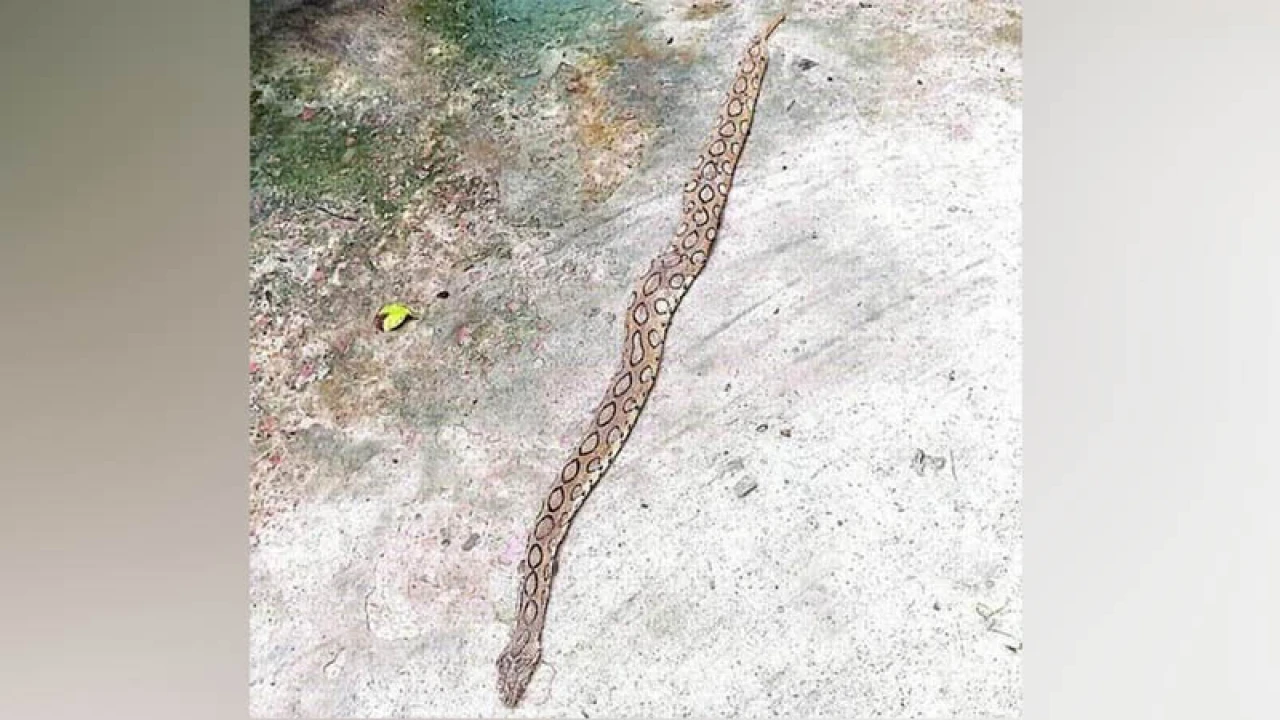 এবার থানায় ঢুকে পড়ল রাসেল’স ভাইপার