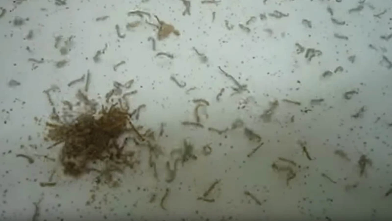 এডিসের লার্ভা পাওয়ায় ৯ বাড়িওয়ালাকে ডিএনসিসির জরিমানা