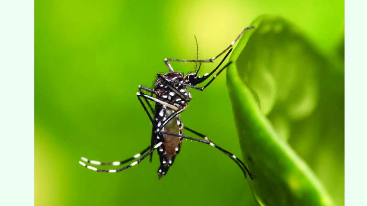 মশাবাহিত রোগগুলো থেকে যেভাবে দূরে থাকবেন