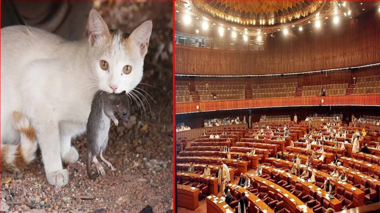 ইঁদুর ধরতে পার্লামেন্টে বিড়াল মোতায়েন