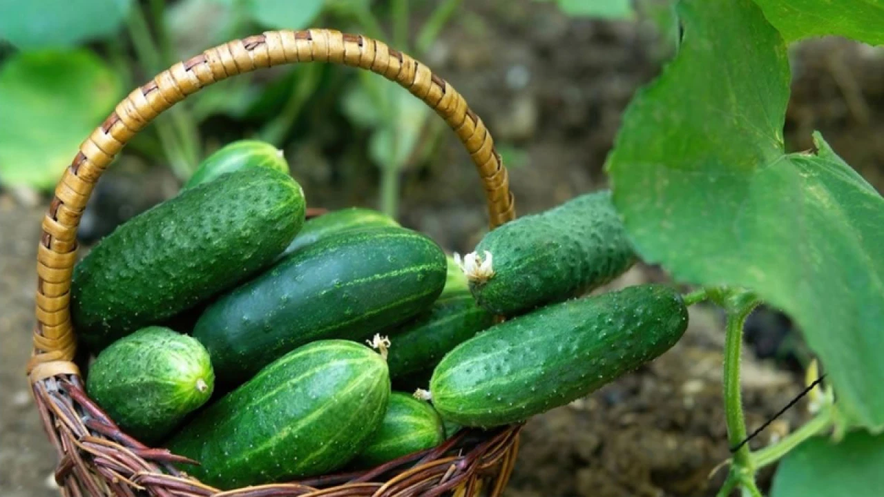 টিকটকের ভাইরাল ভিডিওতে আইসল্যান্ডে শসার ঘাটতি