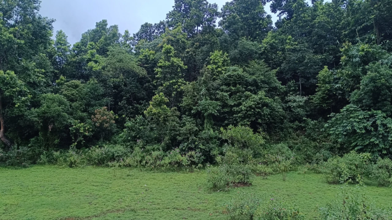 জীববৈচিত্র রক্ষায় প্রাকৃতিক বনে ফিরে যাচ্ছে নালিতাবাড়ীর গারো পাহাড়