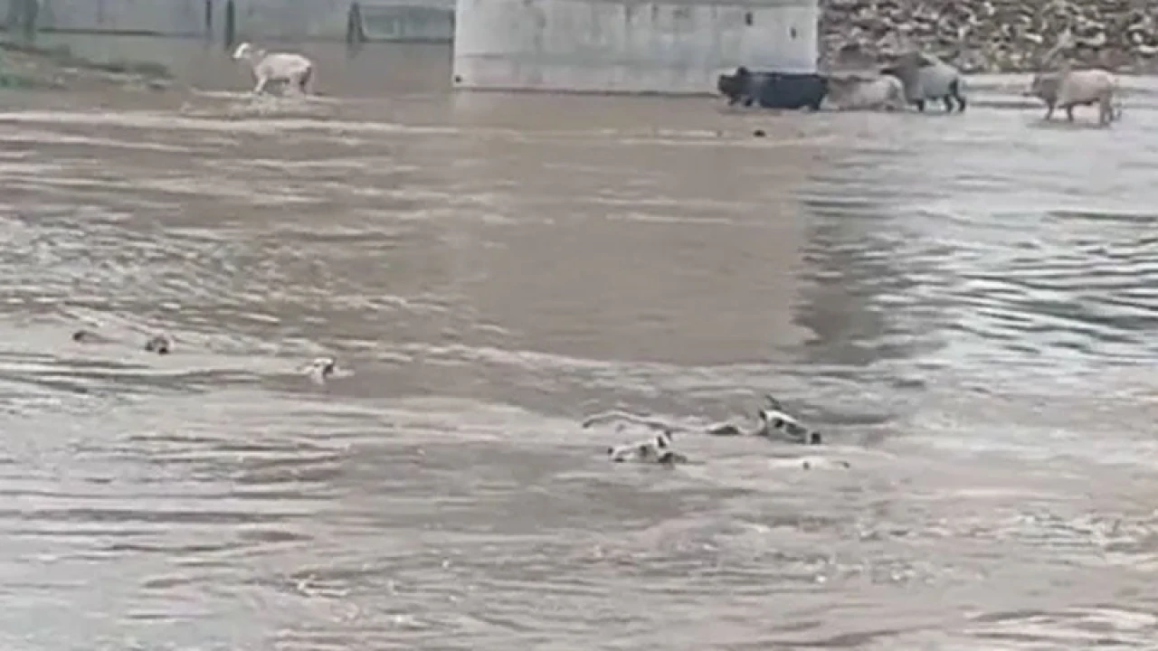 ভারতে ব্রিজের ওপর থেকে ছুড়ে ফেলা হলো ৫০টি গরু