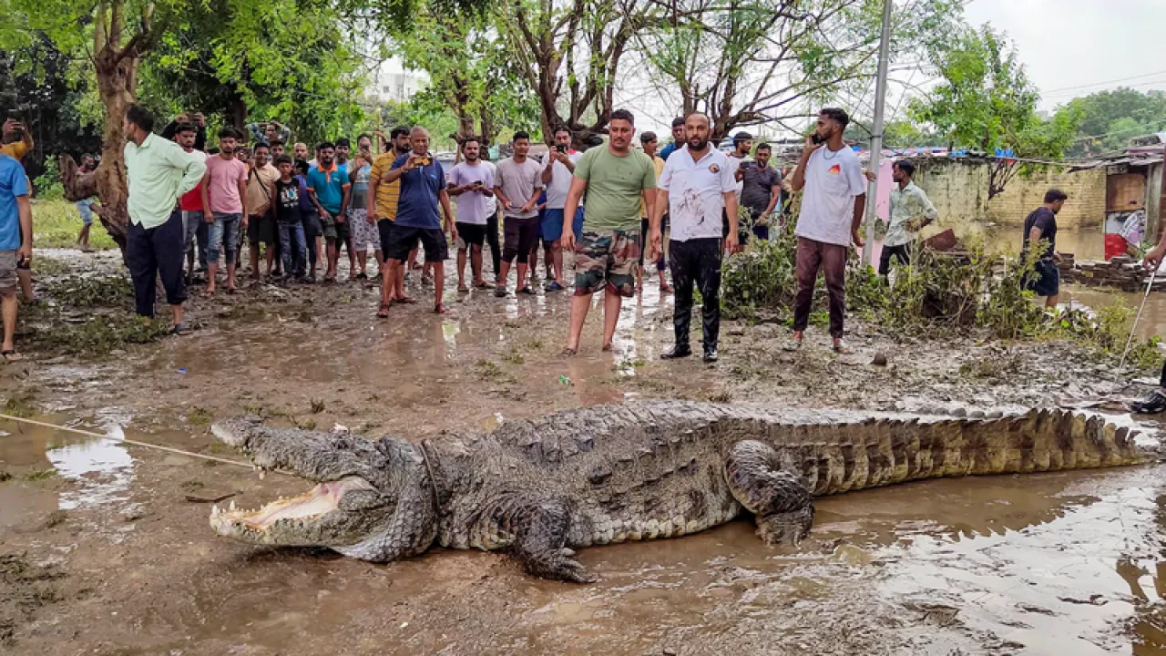 বন্যার পানিতে ছাদের ওপর কুমির
