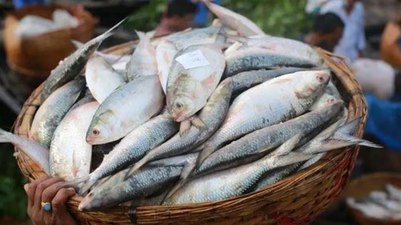 বাংলাদেশিদের কাছে ইলিশ চেয়েও পাচ্ছেন না ভারতীয় ব্যবসায়ীরা
