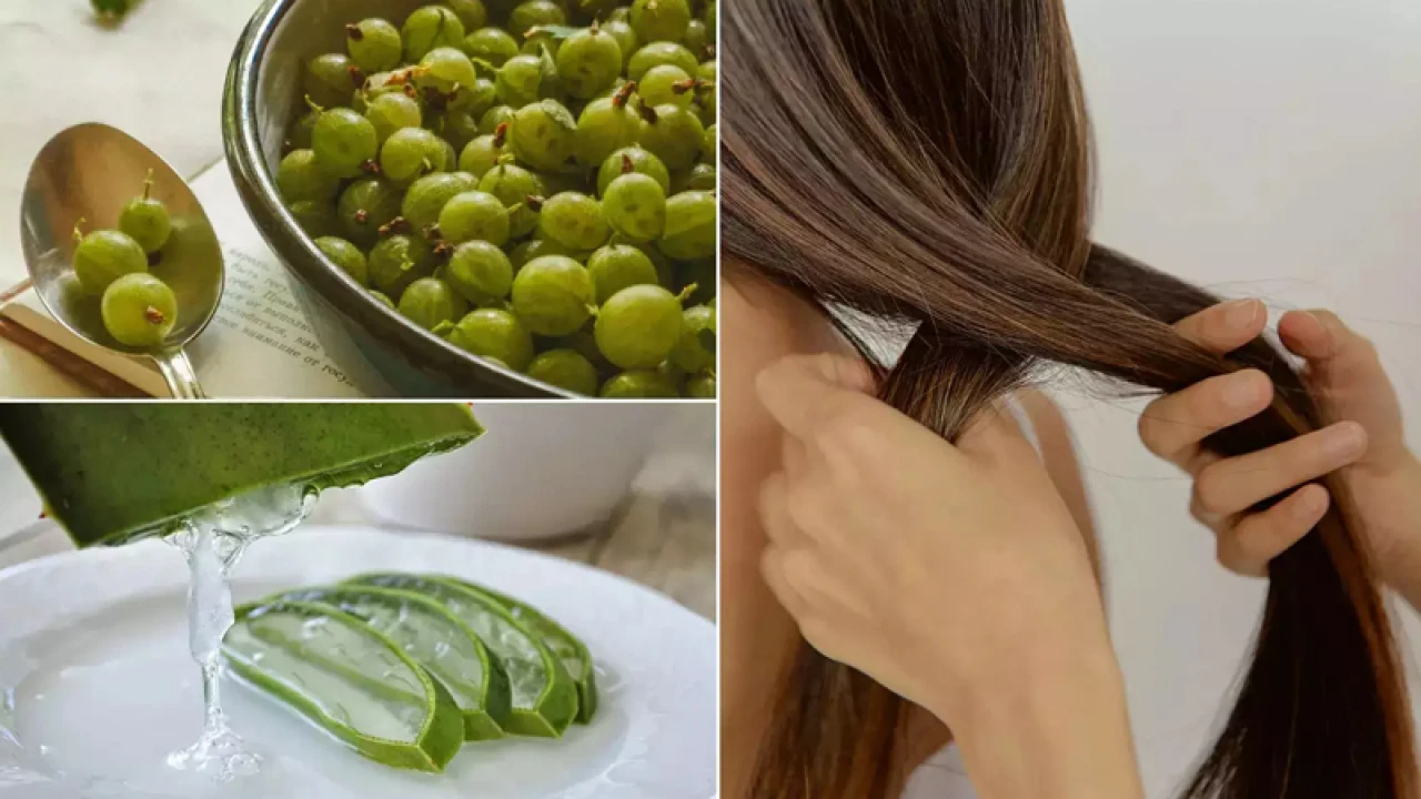 চুলের যত্নে কোনটি সেরা, আমলকী নাকি অ্যালোভেরা?