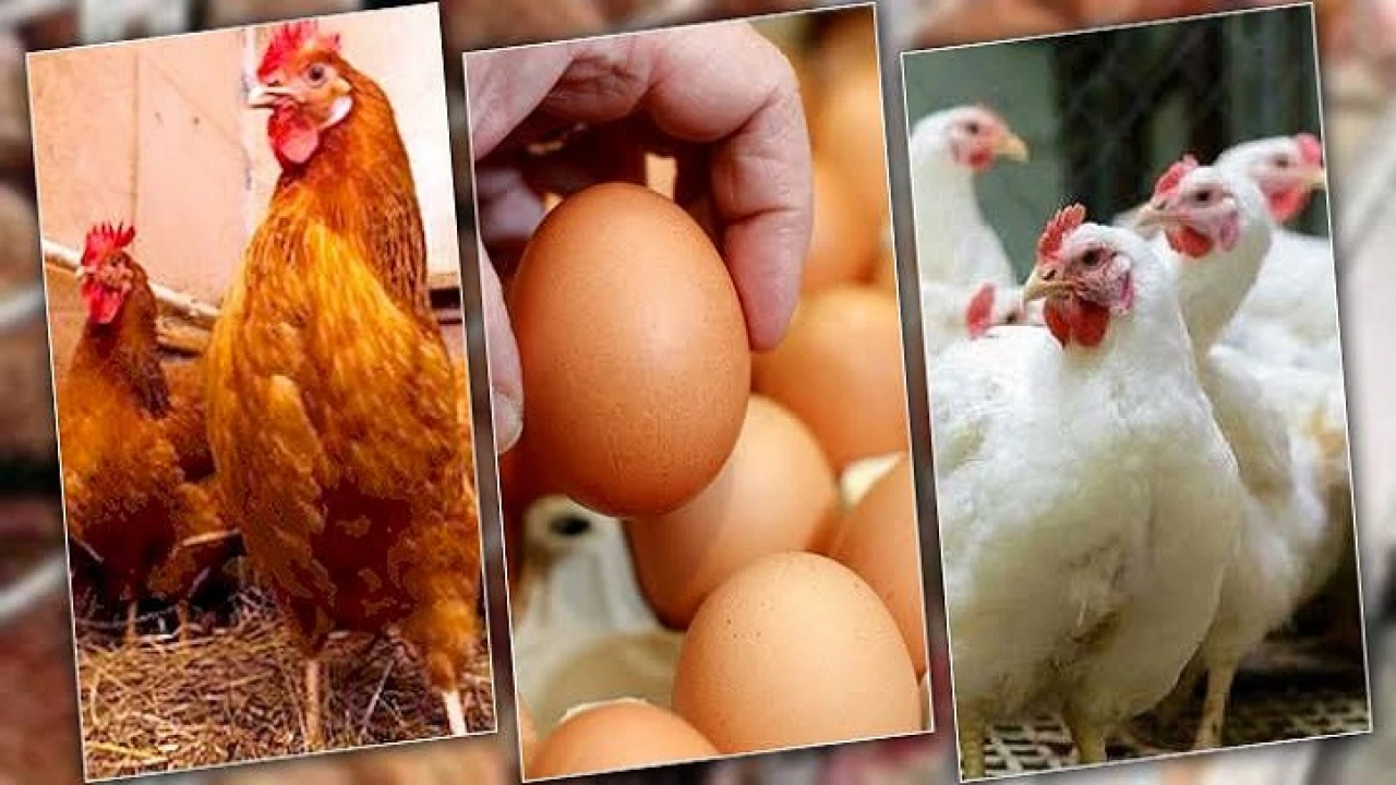 মুরগি-ডিমের নতুন দাম নির্ধারণ করল সরকার