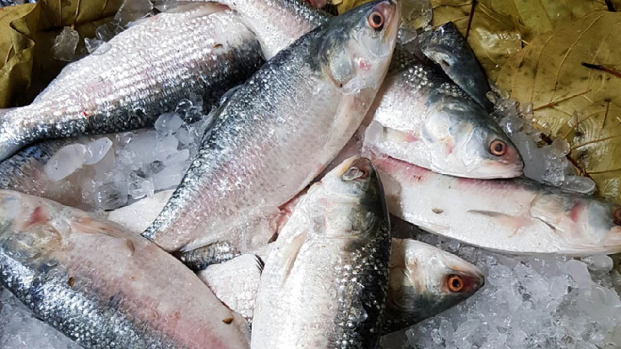 ভারতে ইলিশ রপ্তানির অনুমতি বন্ধ চেয়ে হাইকোর্টে রিট