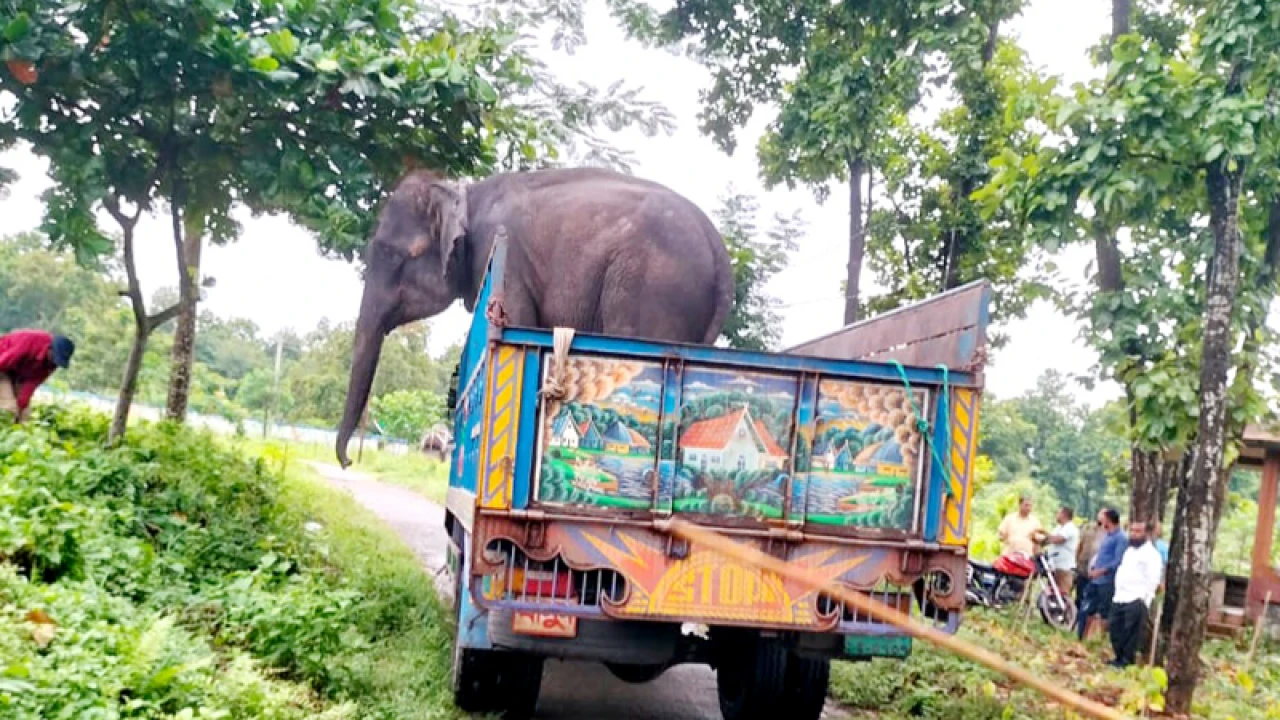 মাহুতকে হত্যা করা সেই হাতির ঠাঁই হলো সাফারি পার্কে