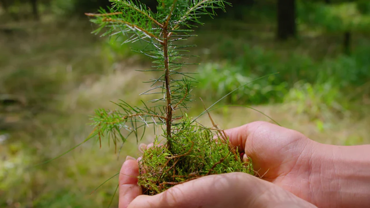 হাজার বছর পুরোনো বীজ থেকে জন্মালো ১০ ফুট গাছ