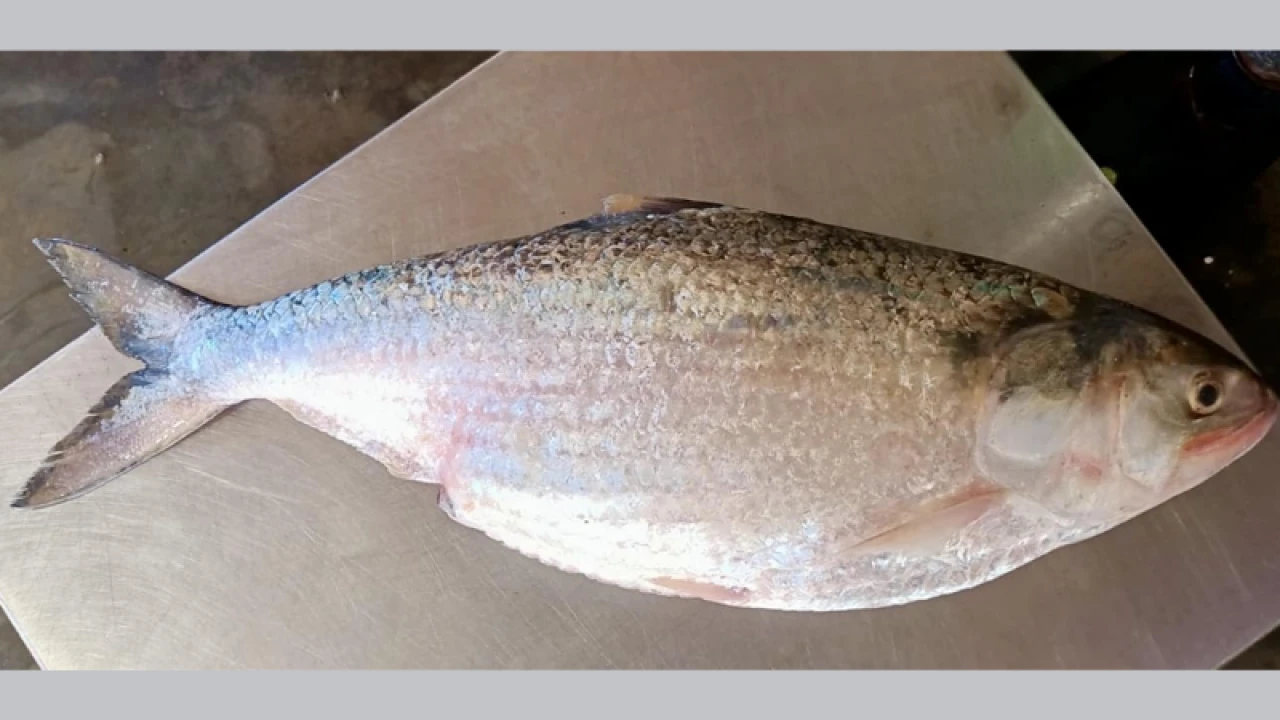 এক ইলিশের দাম প্রায় ৭ হাজার টাকা