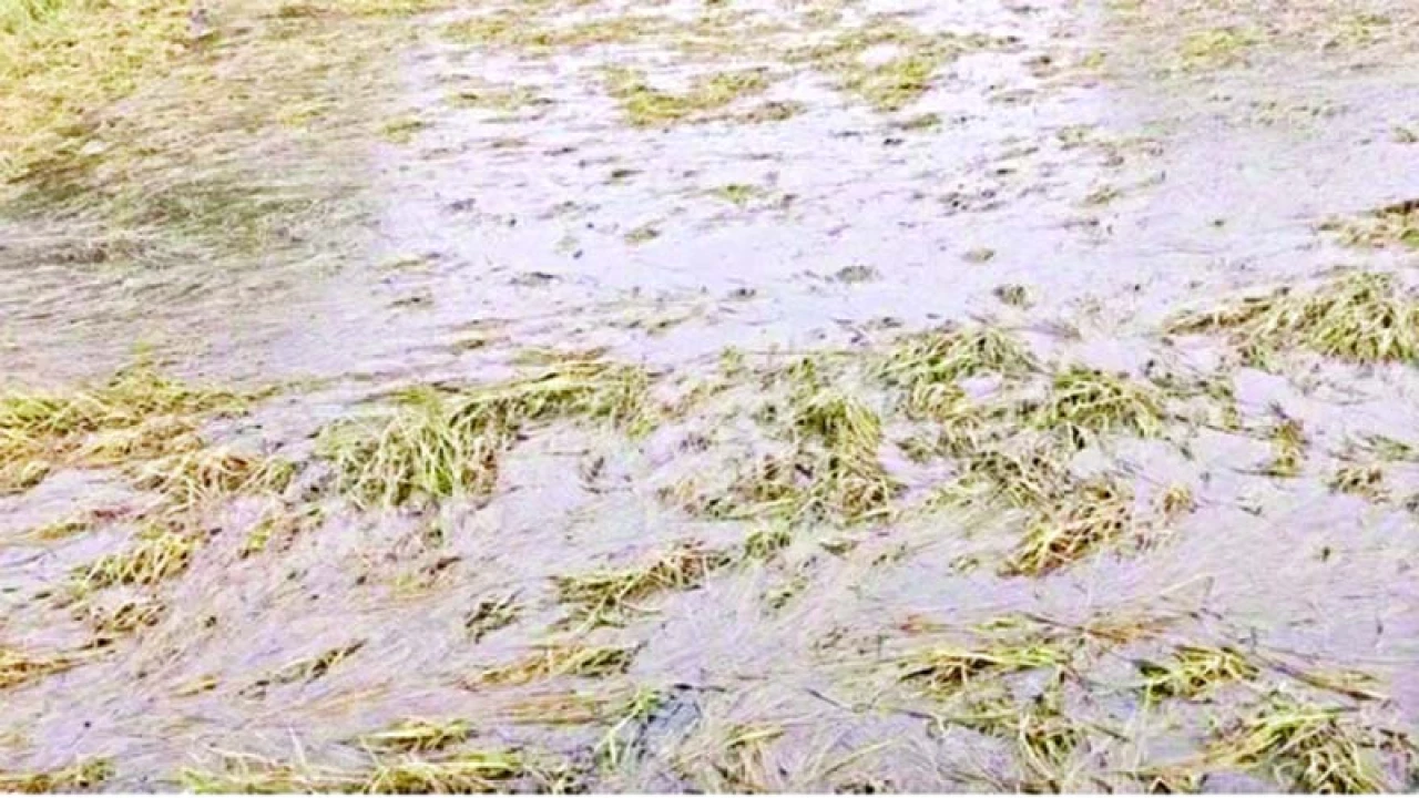 ‘ফসল পইচ্চা গন্ধ বের হচ্ছে’